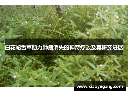 白花蛇舌草助力肿瘤消失的神奇疗效及其研究进展